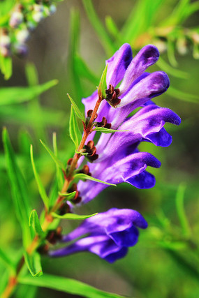 Is Scutellaria Baicalensis Extract an effective antioxidant?